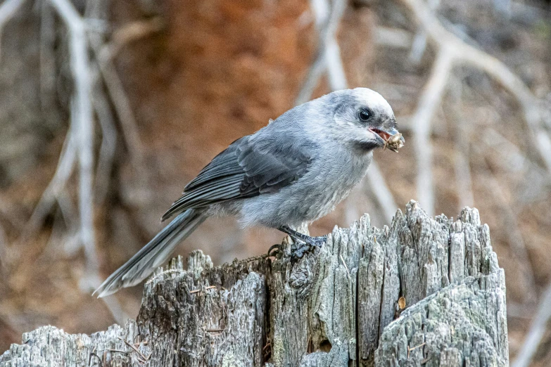 a gray bird perched on top of a wooden post