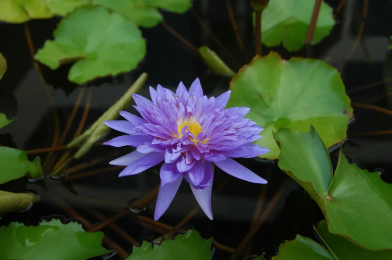 a purple flower in a pond with green leaves