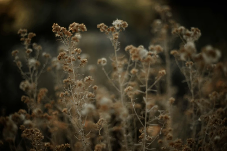 a couple of brown plants and some flowers