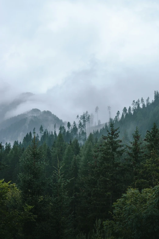 fog hangs in a forested area at the foot of a mountain