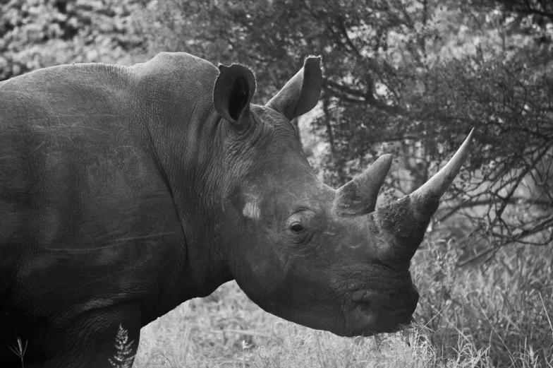 a black and white po of a rhino on a grassy field