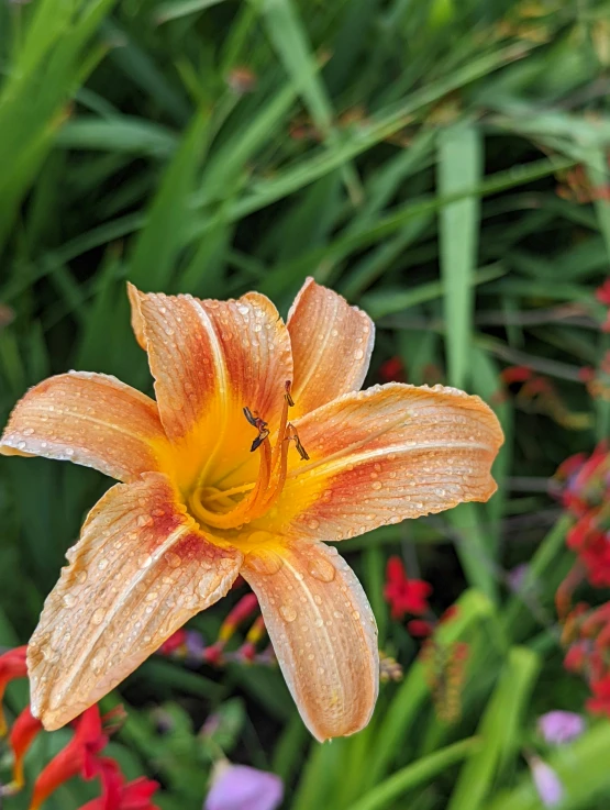 a very big pretty flower with some little bugs on it