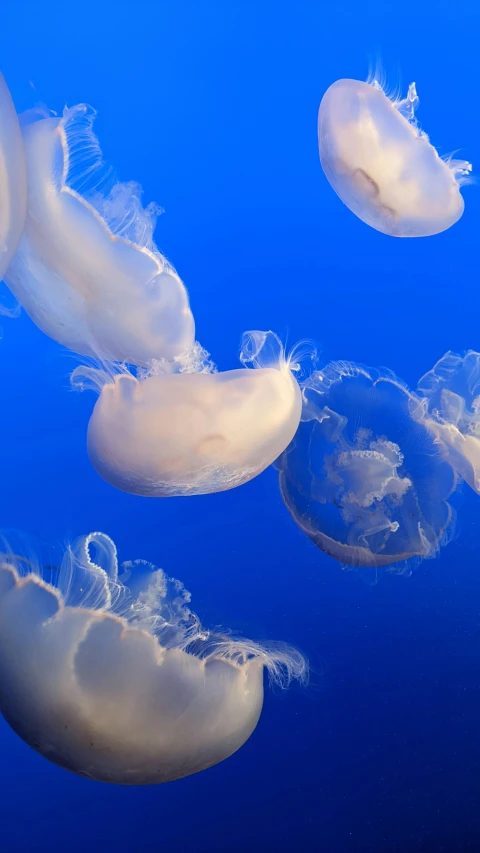 jellyfish swimming in the blue water with no other ones