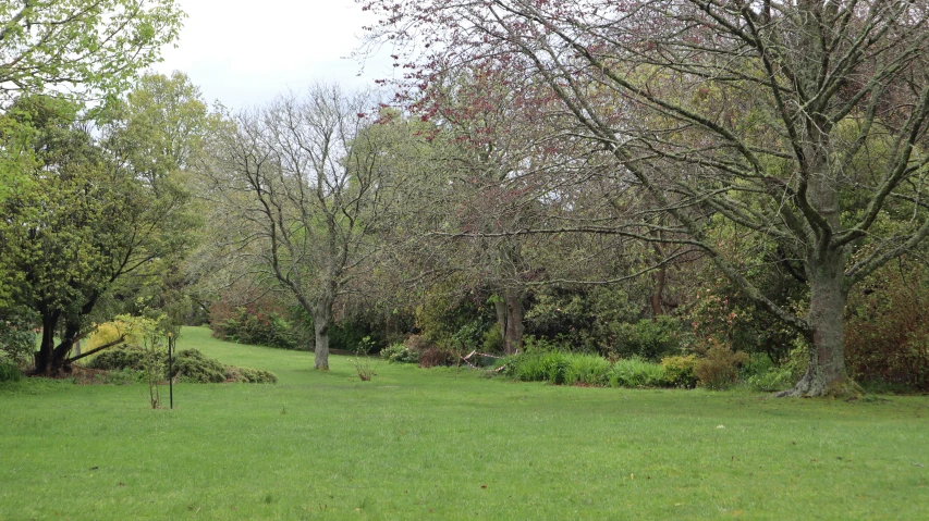 the park has many trees in it and grass on the ground