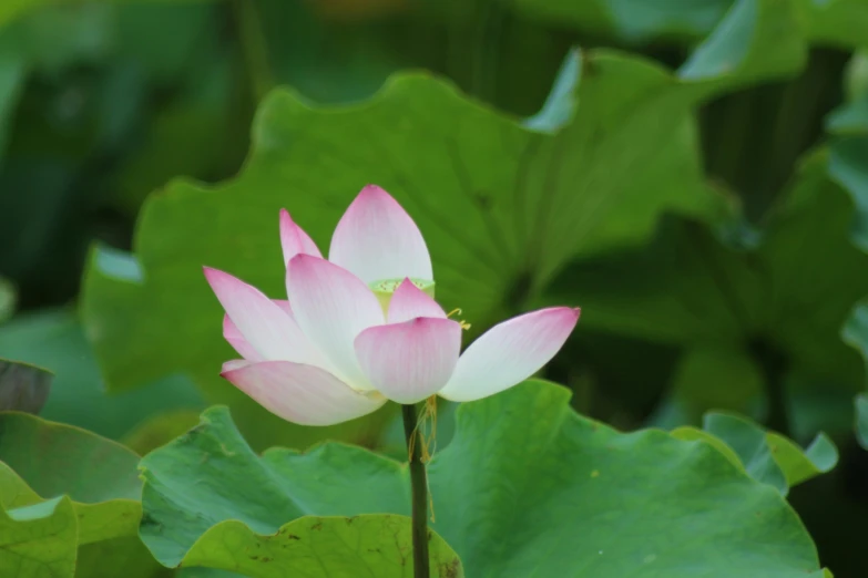 a close up of a pink flower on a pond