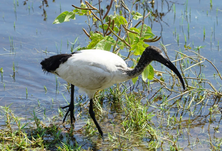 the black and white bird is standing on the shore