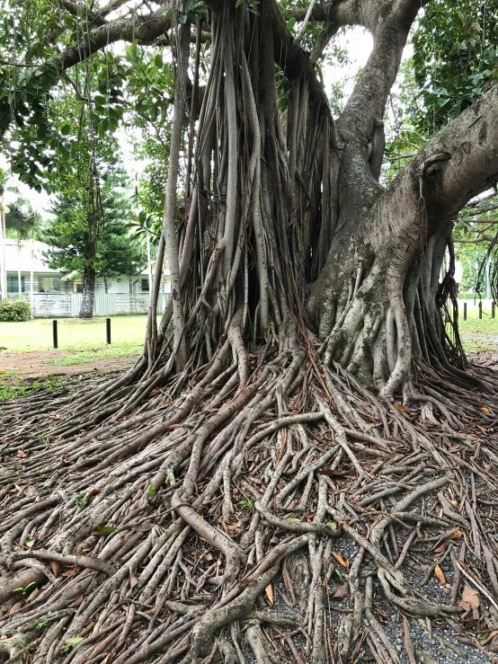 the base of a large tree is exposed