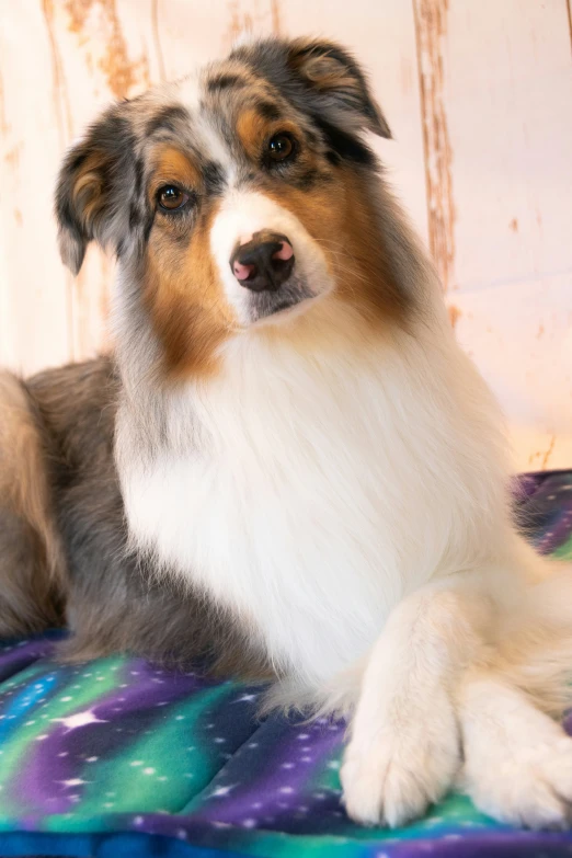 a small dog laying on top of a bed