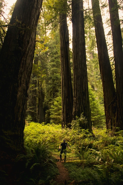 a person riding a bike in the middle of a forest