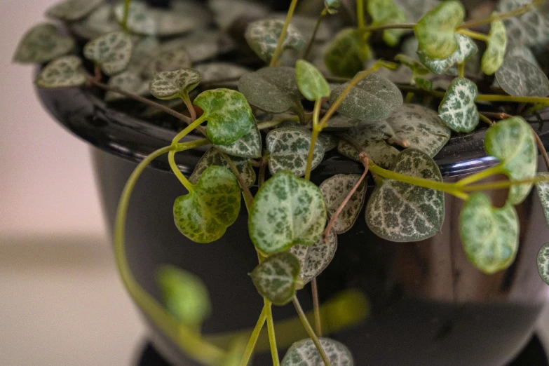 a potted plant with green and white leaves