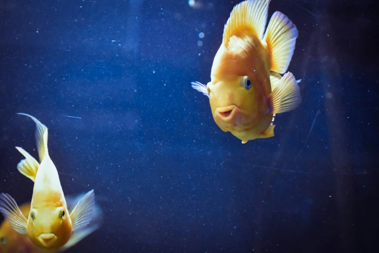 two fish swimming in an aquarium on a dark blue background