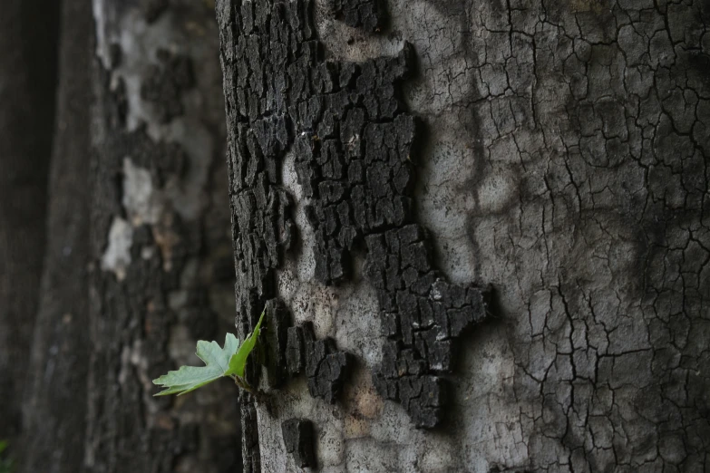 small leaf on bark of tree with dark bark