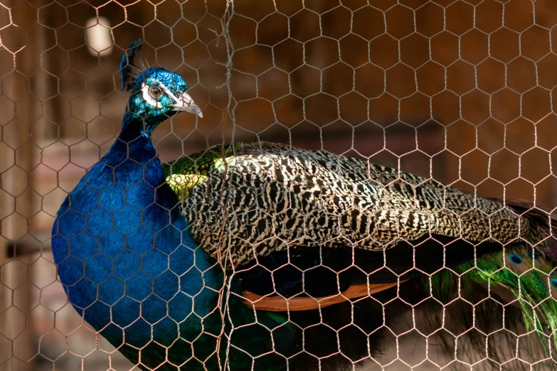 there are two peacocks behind the cage on display