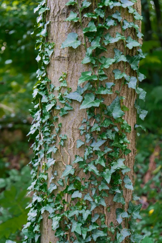 vines climbing up the side of a tree in a forest