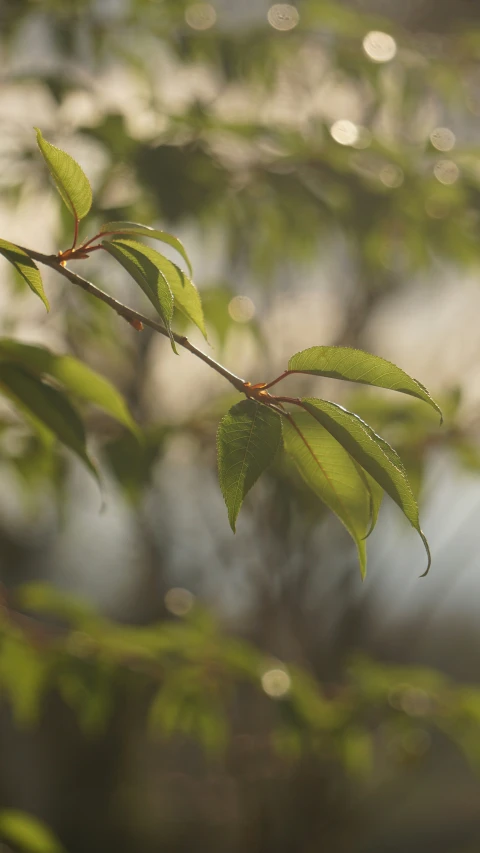 the green leaves are clearly visible on the tree