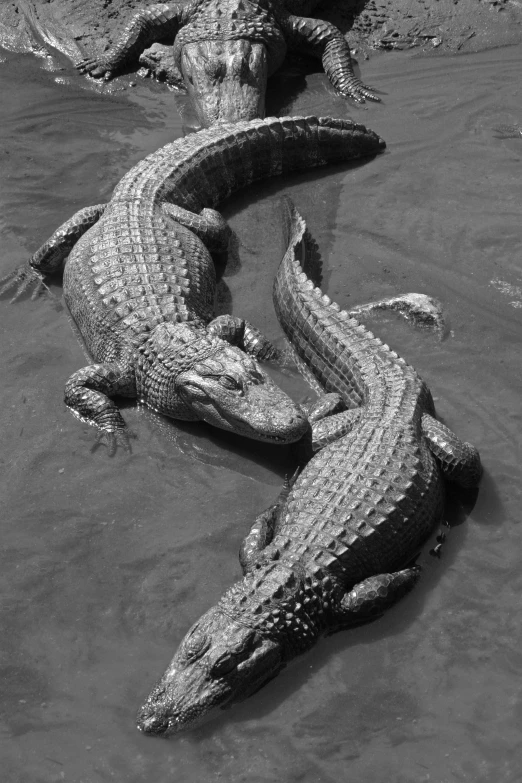 two alligators in water, one in the middle and one out