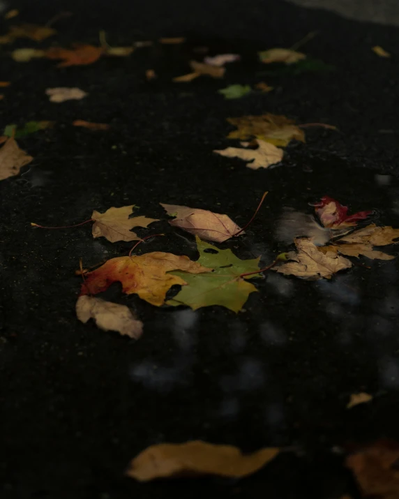 a black surface with many different leaves floating