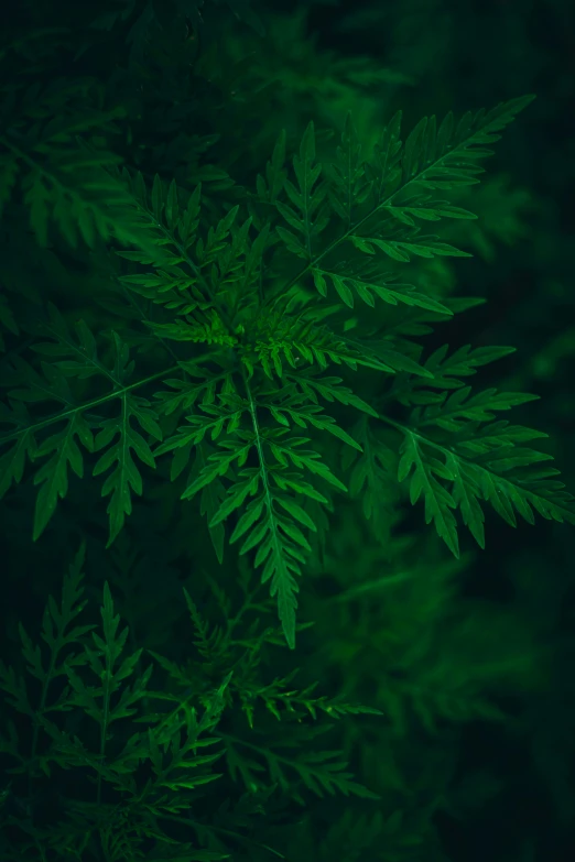 leaves of a plant are glowing green in the dark