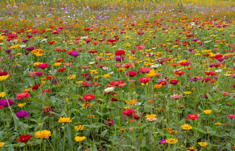 a flower meadow full of brightly colored flowers