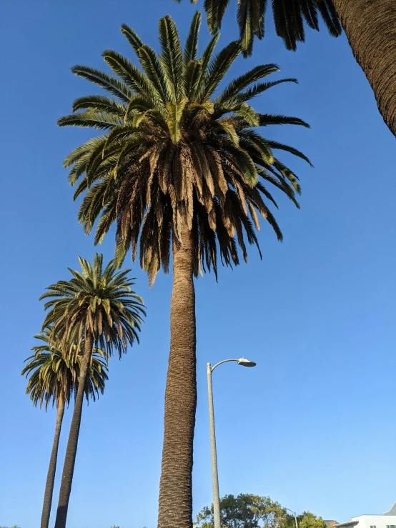 a couple of palm trees on the side of a road