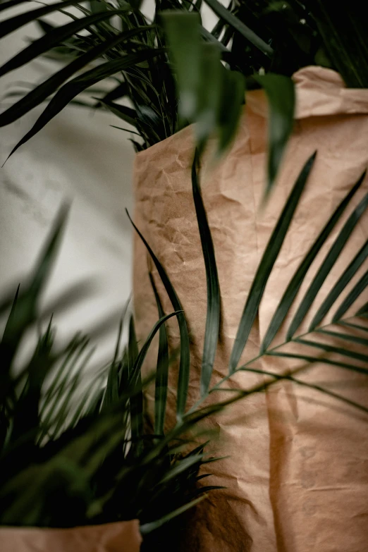 a brown paper bag sitting on top of a palm leaf filled plant