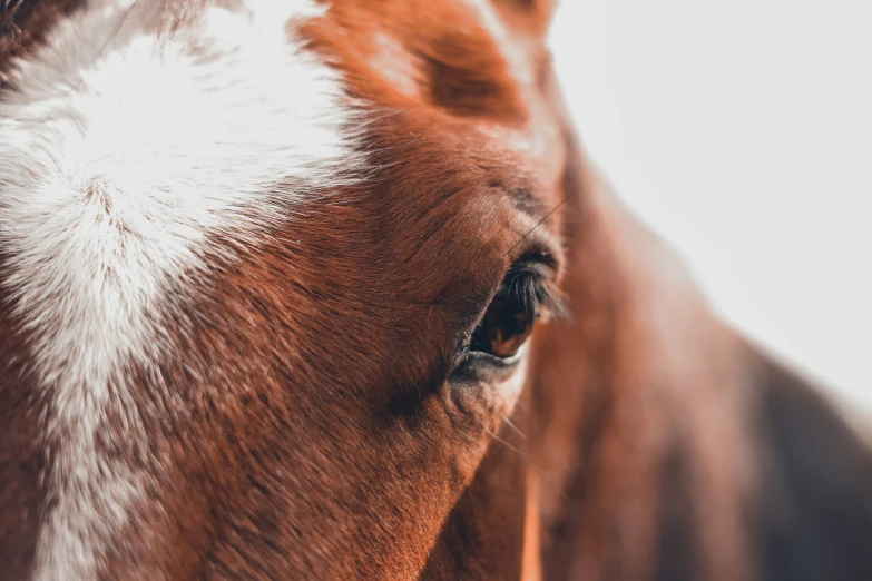 a close up image of a horse's eye