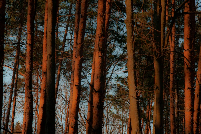 an image of several trees on the ground