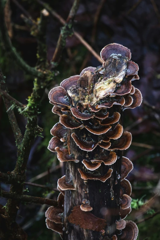 a bunch of different kinds of mushrooms on a tree