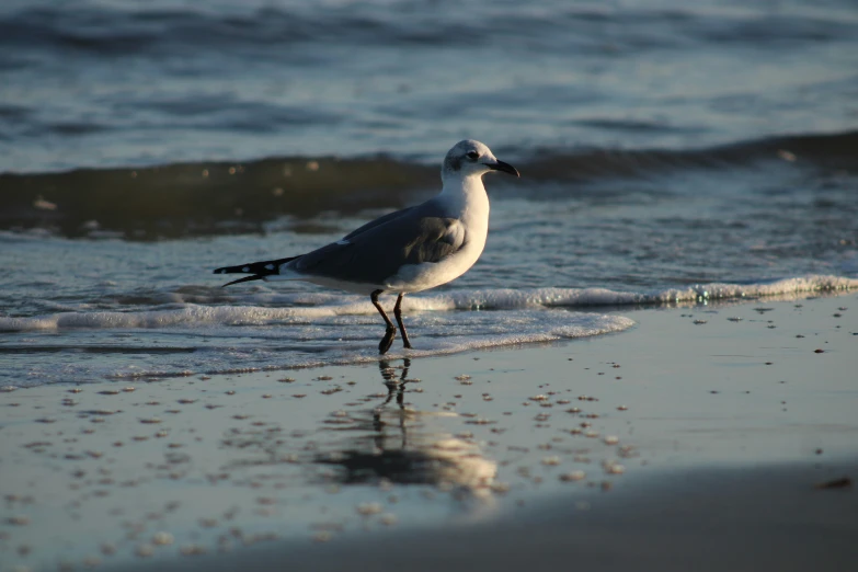 bird on beach looking out toward water at waves