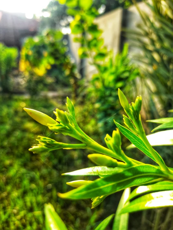 green leaves of plants growing next to a fence