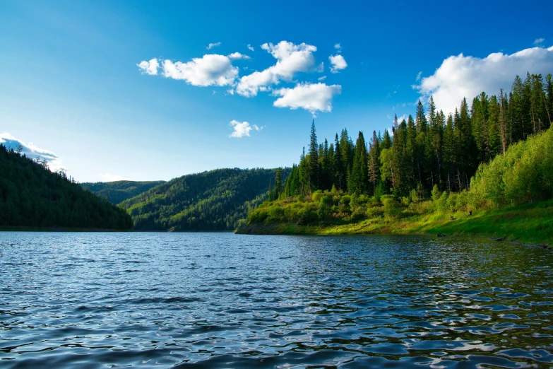 a po looking out on a lake near a forest