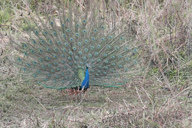 blue bird with a blue tail standing in tall grass