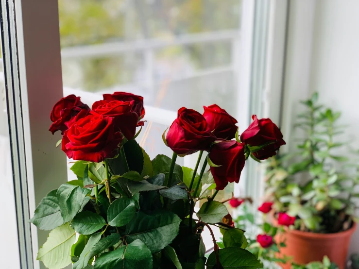 red roses with their leaves still on their stems in front of the window