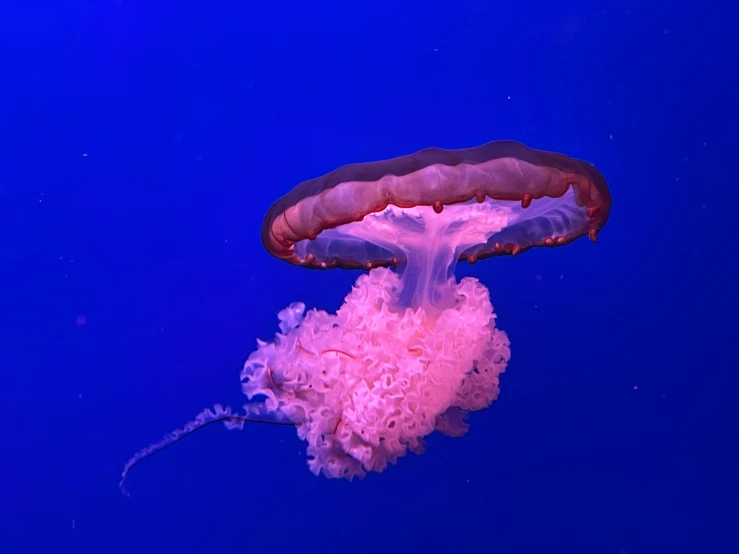 there is a jellyfish swimming in an aquarium