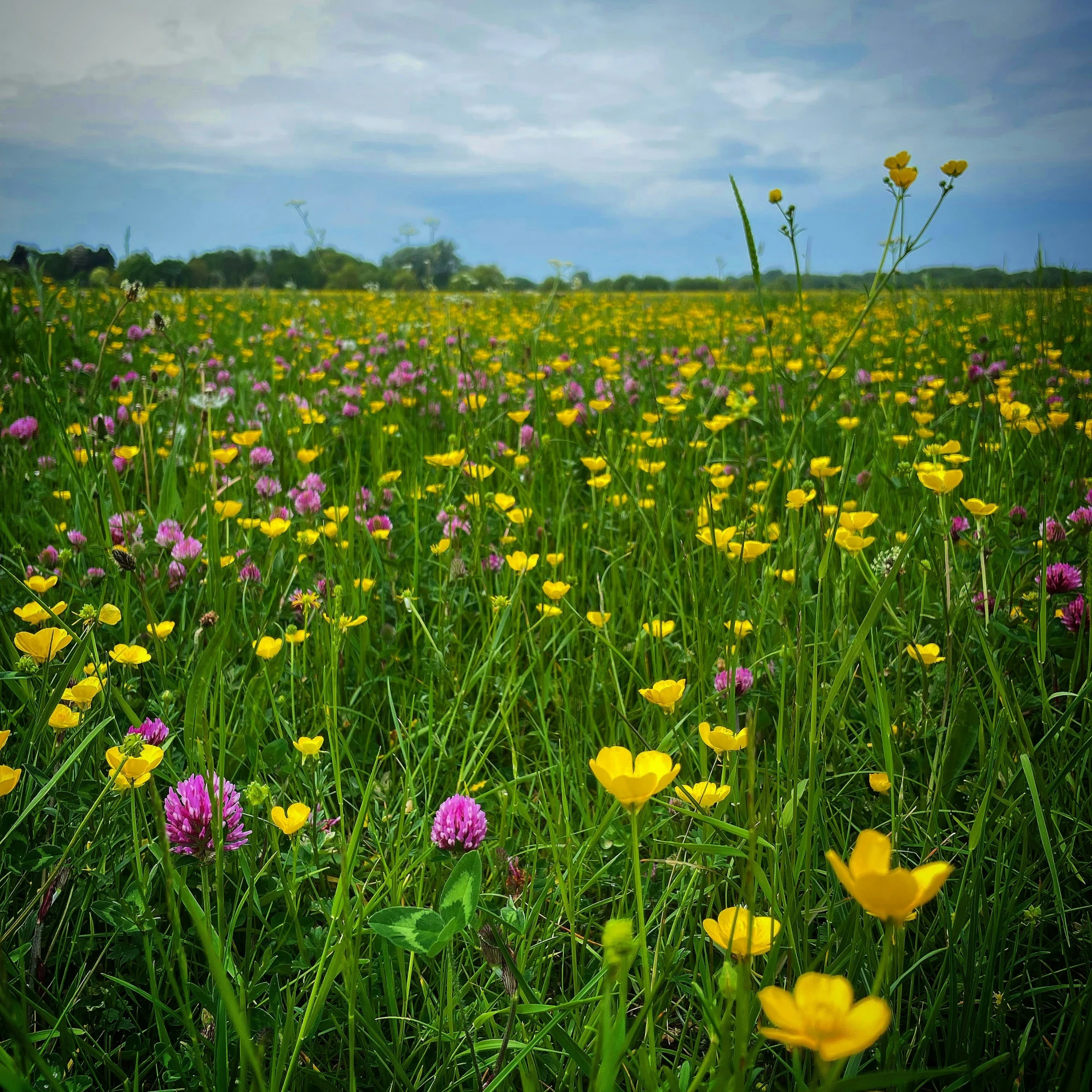 yellow and pink wildflowers grow in an open field