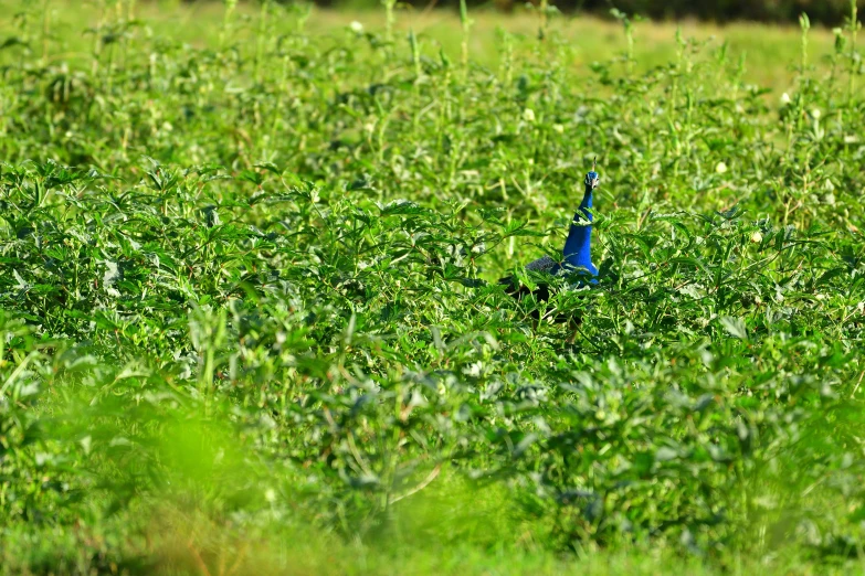 a blue bird stands in a field of green grass