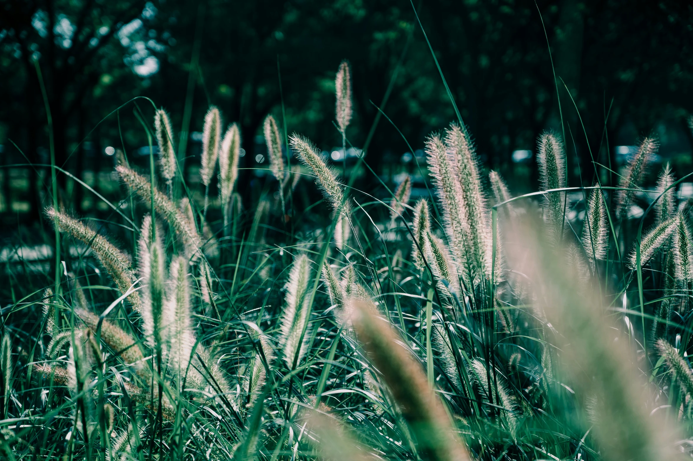 green plants with a blurry background