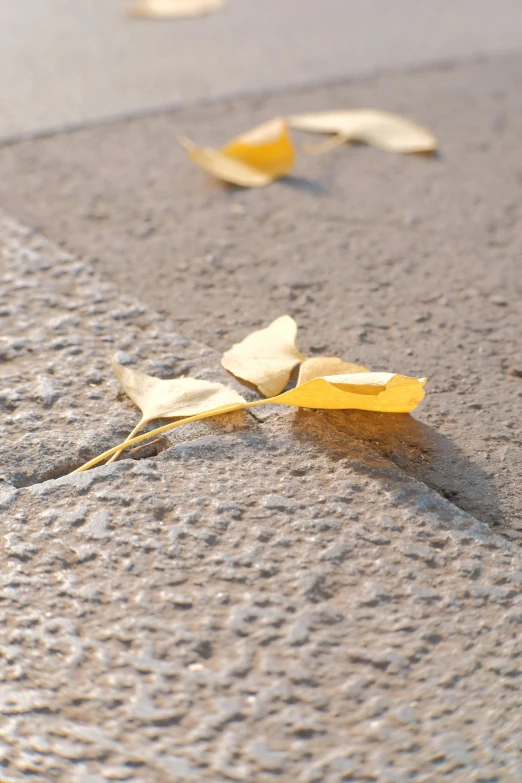 a close up of leaves that are falling on the ground