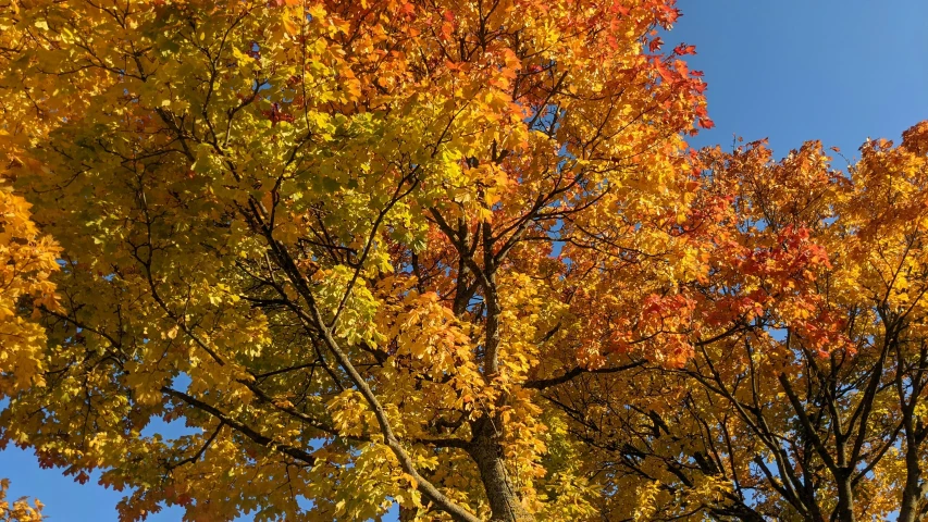 the beautiful autumn trees have bright orange and yellow leaves