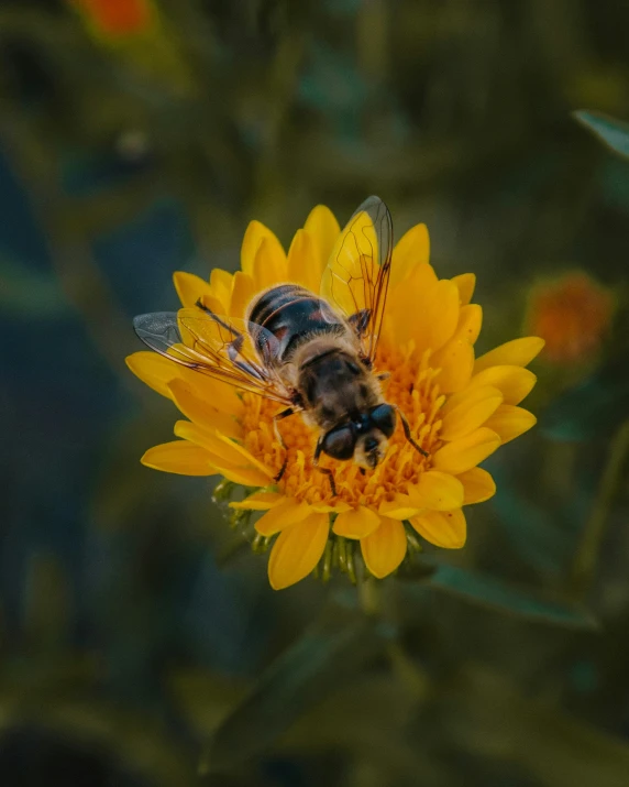 the honeybee on a flower is close up