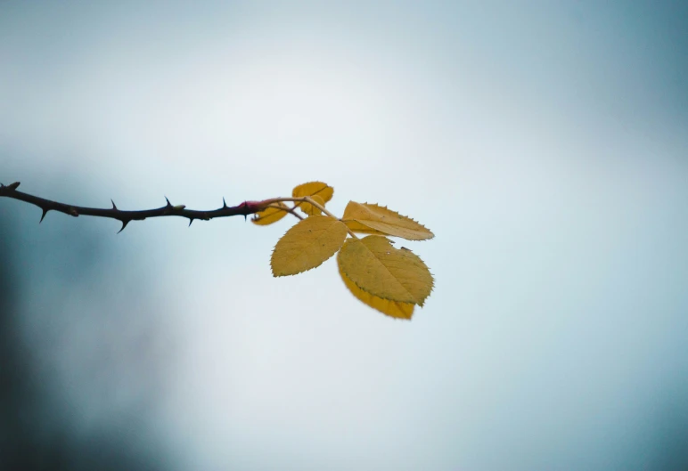 a single leaf on a nch with a sky background