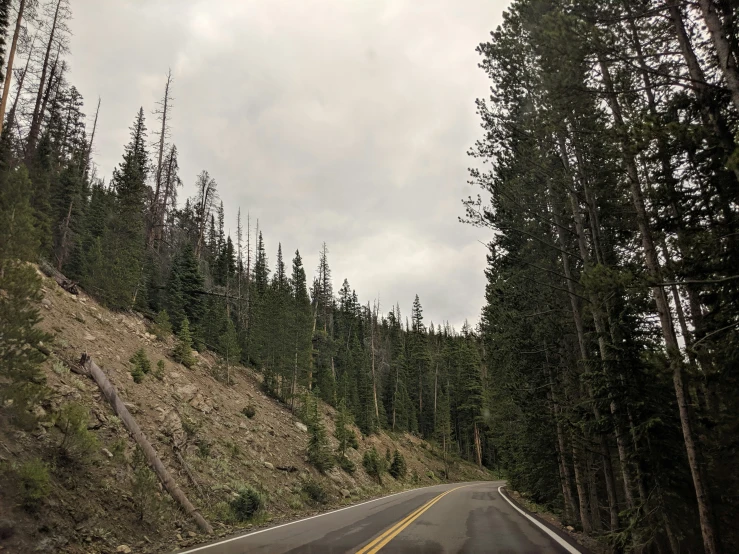 a forest road is shown with many tall trees on the hillside