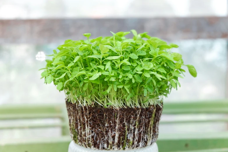 there is a potted plant with small leaves growing