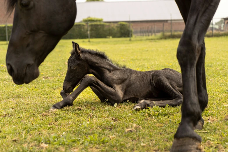 two horses standing and sitting in the grass