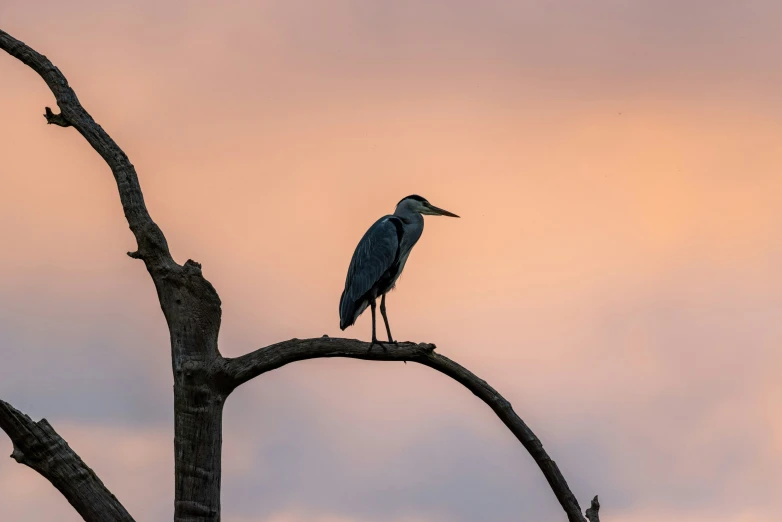 a lone bird sitting on a nch with clouds in the background