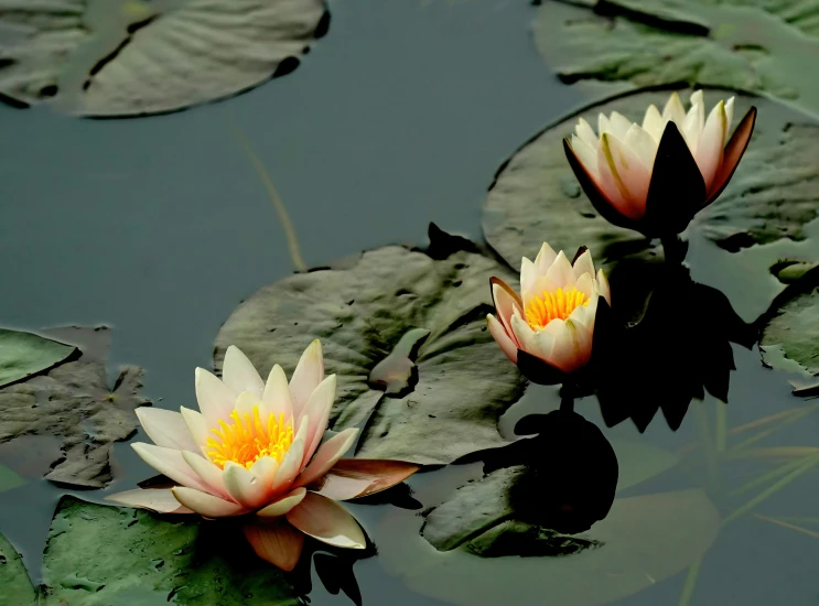 two yellow waterlilies are in the water and some green leaves