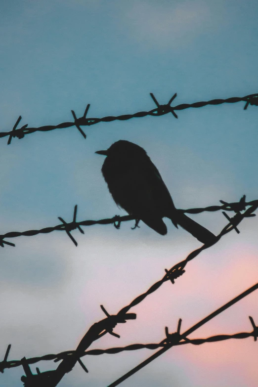 a lone bird perched on top of a barbed wire