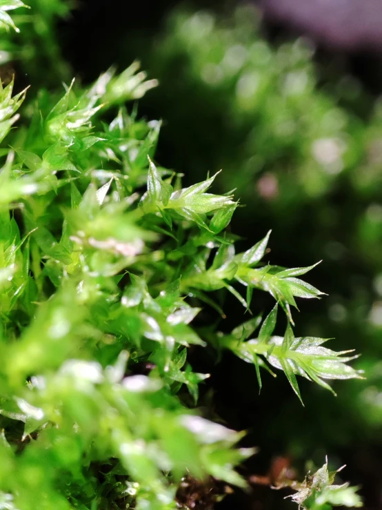 closeup of some green plants that are in the sun