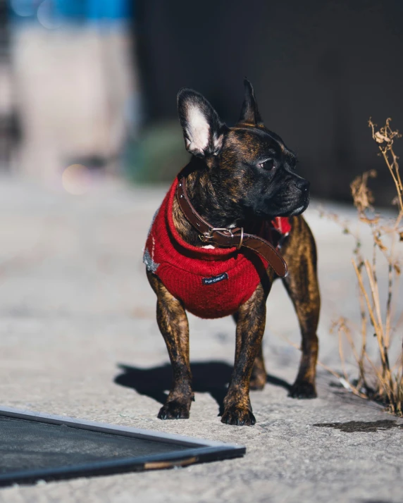 a dog in a sweater is walking on the street