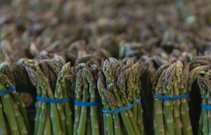 green asparagus spears are arranged in rows